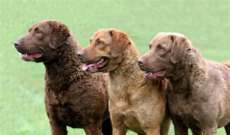 Chesapeake Bay Retriever Dog Breed Information