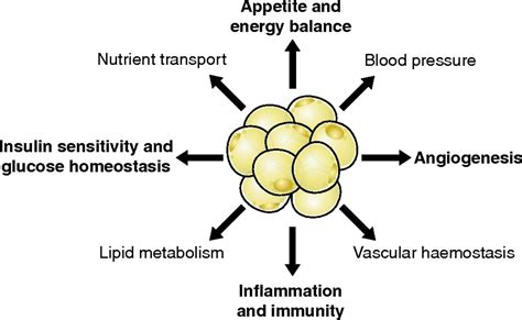 Adipose Tissue Definition Types Functions - vrogue.co