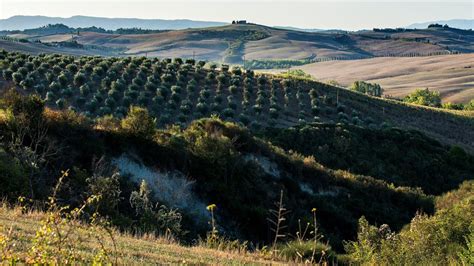 Report: Mediterranean Agricultural Biodiversity at Risk - Olive Oil Times