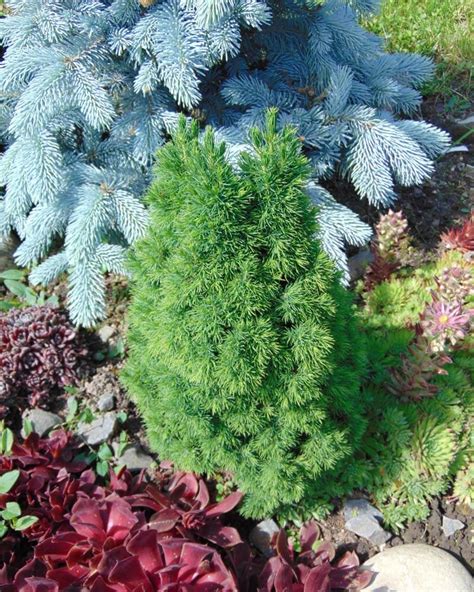 Dwarf Alberta Spruce Care Guide – World of Garden Plants