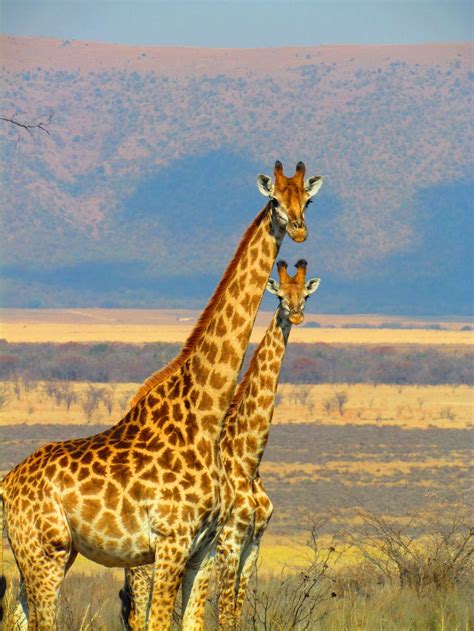 Giraffe Near Green Leaved Tress Shallow Focus Photograph during Daytime · Free Stock Photo