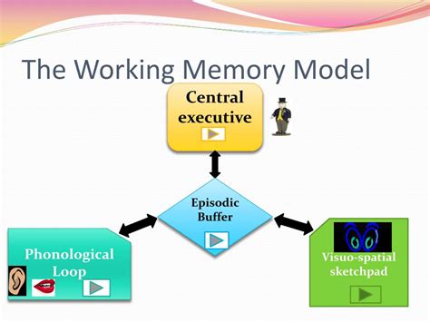 PPT - The Working Model of Memory PowerPoint Presentation, free ...