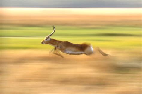 Animal Antelope Lechwe Red Running Speed Panning Movement Landscape Green Grassland Okavango ...