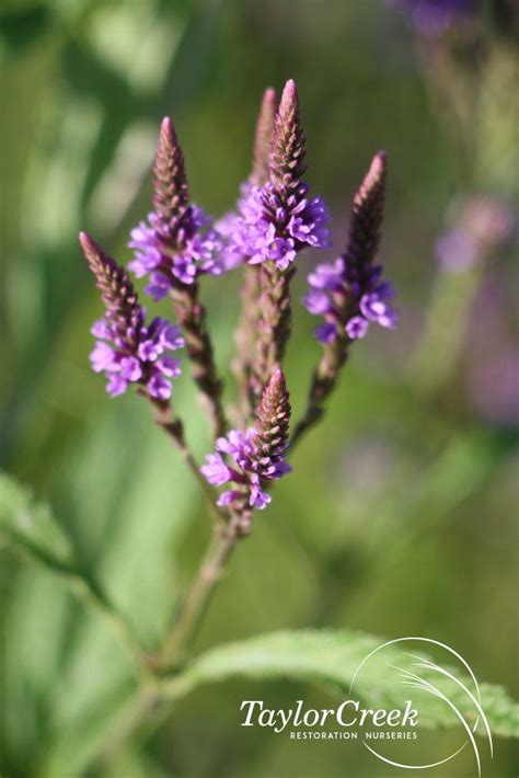 Blue vervain (Verbena hastata) - Taylor Creek Restoration Nurseries