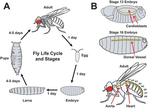 The life cycle and cardiac development of Drosophila melanogaster (A ...