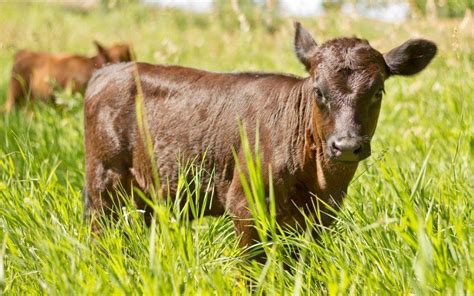 A Cut Above: The Amazing Benefits of Grass Fed Meat | Rafter W Ranch | Colorado Grass Fed Beef ...