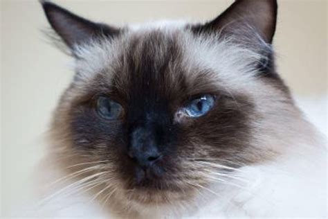 60 Top Photos Ragdoll Cat Price / ragdoll cat price | Ragdoll | Ragdoll ...