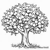 Fall Apple Coloring Pages  Free & Printable sketch template