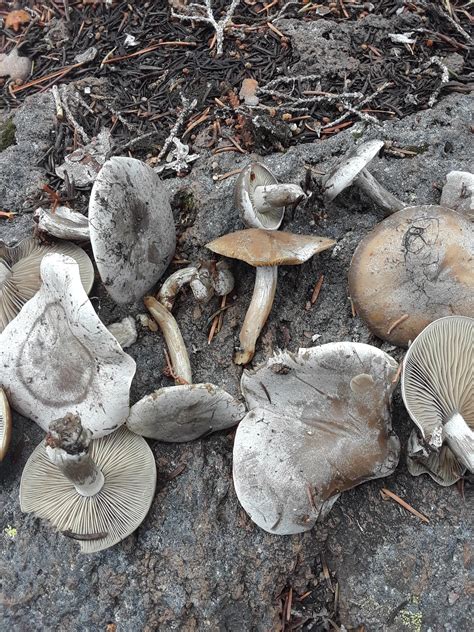 Wavy Caps I'm thinking! (Psilocybe cyanescens?) Found this weekend near Fall Creek Falls about ...