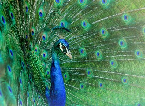 Dancing peacock stock photo. Image of beak, feather, color - 2751690