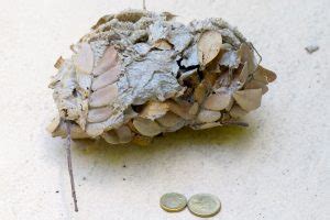 Yellow paper wasp nest - Green Path