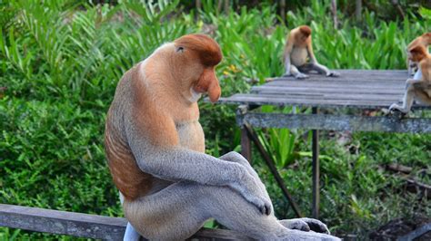 Wallpaper ID: 27048 / proboscis monkey, monkey, sitting, 4k free download