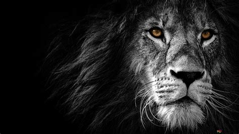 Close up pose of lion on black background 4K wallpaper download