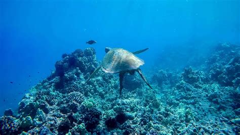 Molokini Snorkeling: What Is The Best Molokini Snorkel Tour For ...