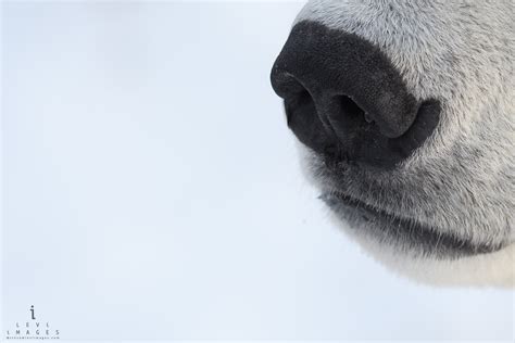 Polar bear (Ursus maritimus) nose close-up. Manitoba, Canada