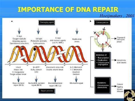 DNA repair