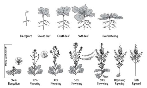 Spring & Winter Canola – Crop Production – U.S. Canola Association – non-profit to increase U.S ...