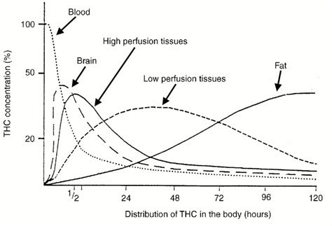 Human Metabolism of THC – Sapiensoup Blog