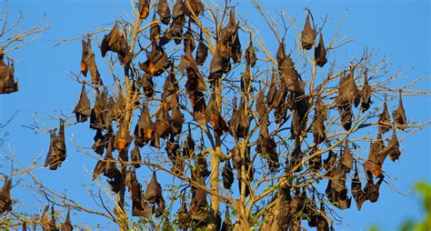 » Giant golden-crowned flying fox