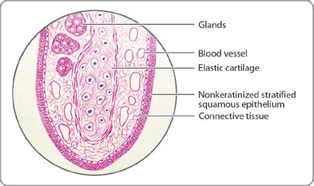 Epiglottis Histology Labeled