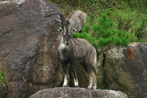 Wildlife in the Korean demilitarized zone