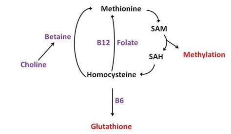 Homocysteine and Methionine - MTHFR Experts