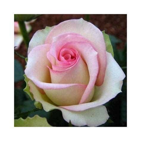 Buyb Rose (Pink White) Plants Online at lowest price