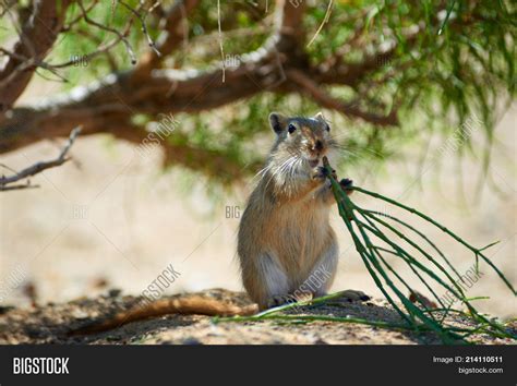 Great Gerbil ( Image & Photo (Free Trial) | Bigstock