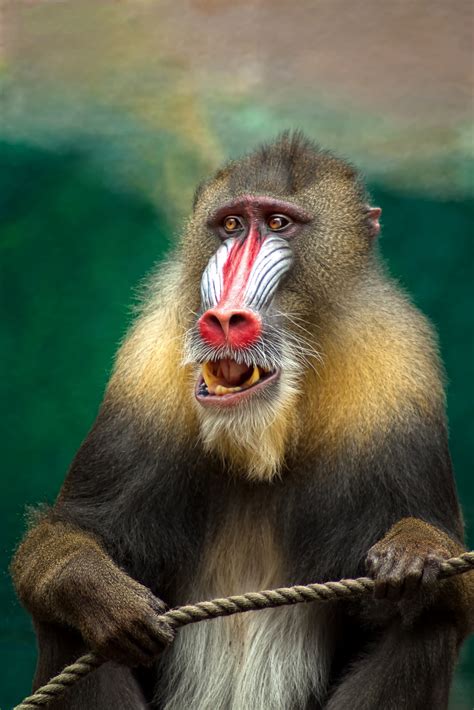 Free Images : wildlife, zoo, africa, mammal, monkey, fauna, primate, drill, baboon, endangered ...