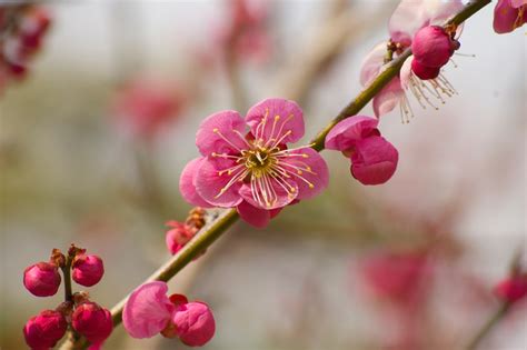 Ume Plum Blossom Dark Pink with green | This one makes a nic… | Flickr