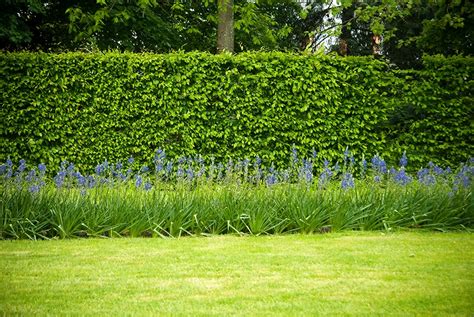 Fagus Sylvatica | European Beech Hedge | InstantHedge