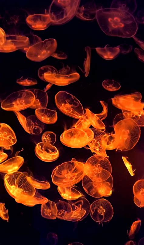 Bioluminescent Jellyfish Wallpaper