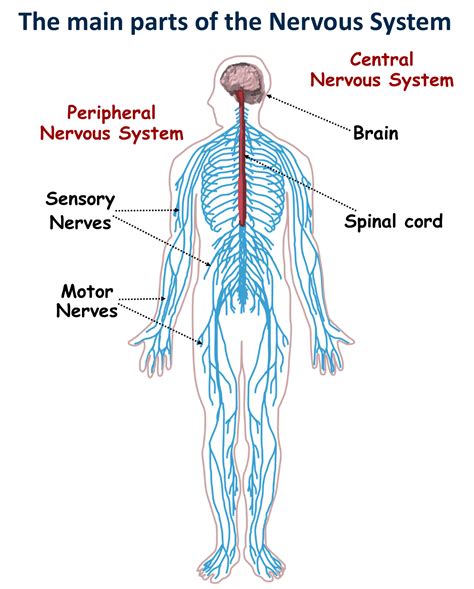 Body Systems - Mind Map