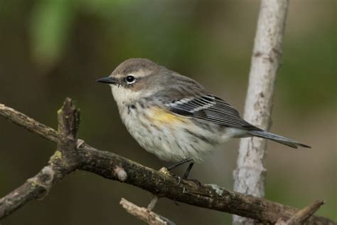 Yellow-rumped Warbler (female-fall) – Jeremy Meyer Photography