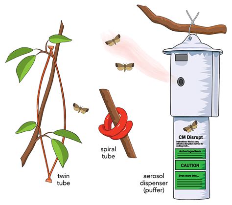 Managing Codling Moth in Montana - Western Agricultural Research Center | Montana State University