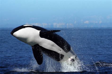 Killer Whales | The Canadian Encyclopedia