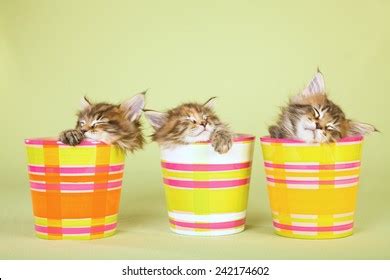 1,152 3 Maine Coon Kittens Images, Stock Photos & Vectors | Shutterstock