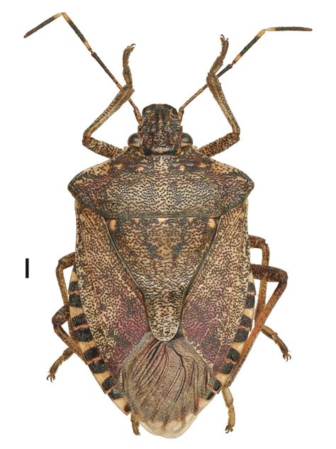 Brown marmorated stink bug (BMSB) » Manaaki Whenua