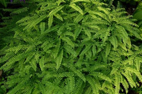 Northern Maidenhair Fern | Plant Profile – Sylvan Gardens Landscape Contractors