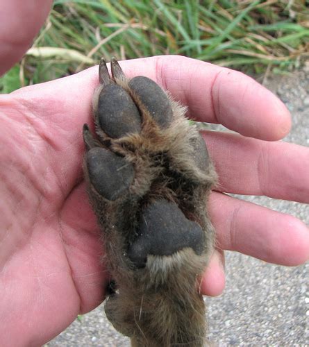 Dog Tracks vs Coyote Tracks - Survival Magazine & News - Bushcraft ...