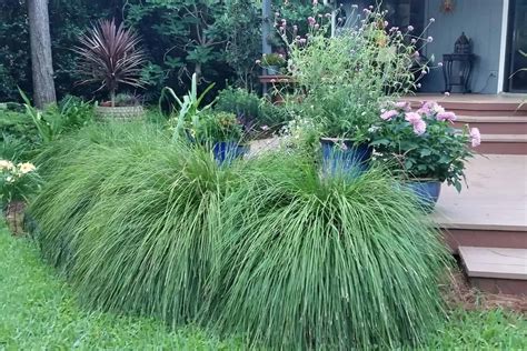 How To Grow And Care For The Lomandra Breeze