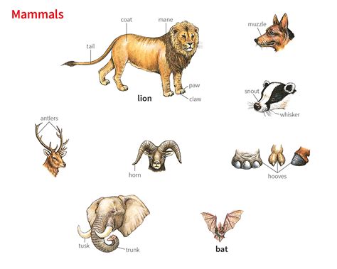 whisker noun - Definition, pictures, pronunciation and usage notes ...