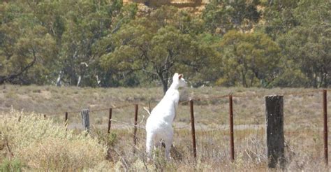 Rare albino kangaroo spotted in South Australia | STUDIO 3 NEWCASTLE AUSTRALIA