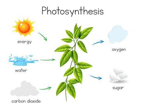 A Vector of Plant Photosynthesis 302504 Vector Art at Vecteezy