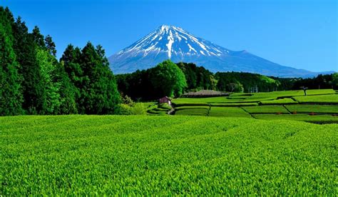 10 Unique Things To Do in Shizuoka - Your Japan