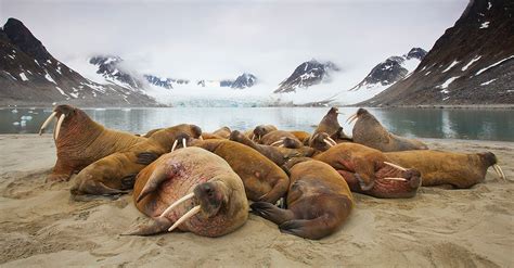 Svalbard summer polar bear expedition - Arctic Wildlife Tours