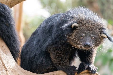 16 Barmy Binturong Facts - Fact Animal