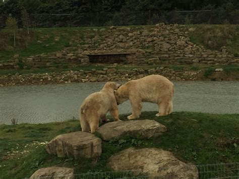 Polar bears at Yorkshire Wildlife Park 10/15 | Bear, Polar bear, Wildlife park