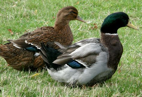 Rouen For Sale | Ducks | Breed Information | Omlet