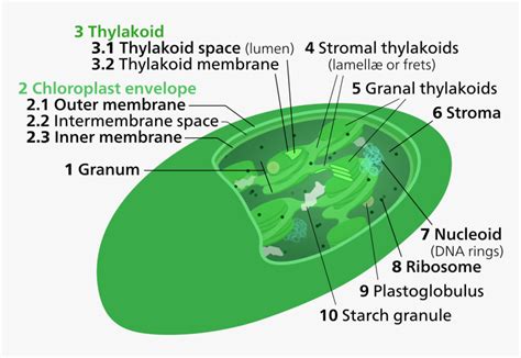 Chloroplast Thylakoid Membrane, HD Png Download - kindpng